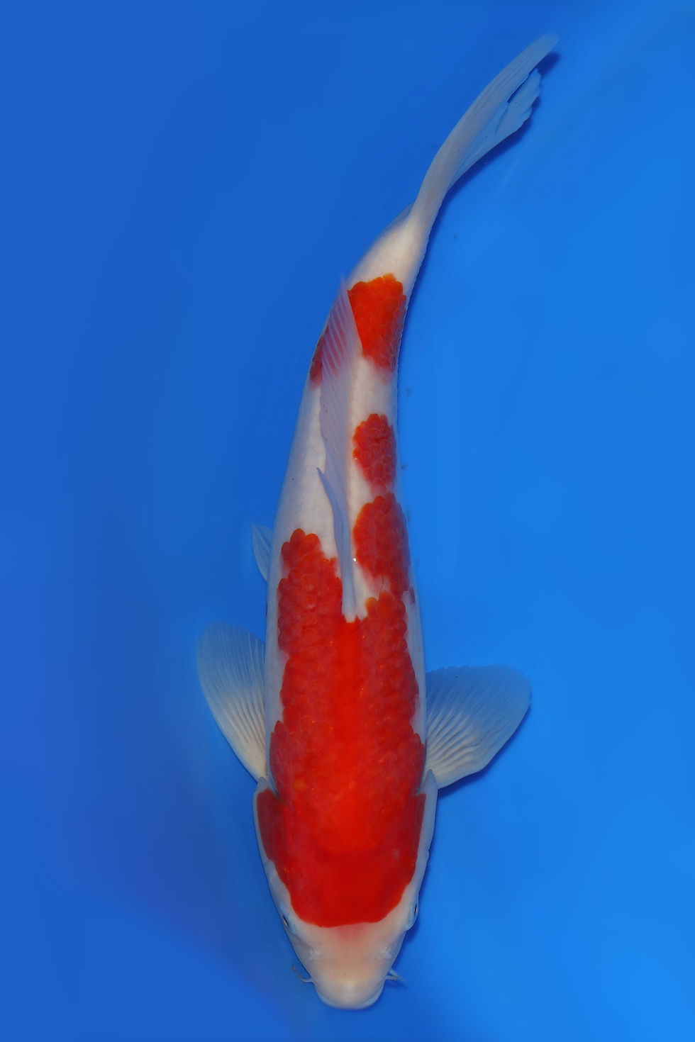 Individual Koi for Sale | New Forest Koi 7/20