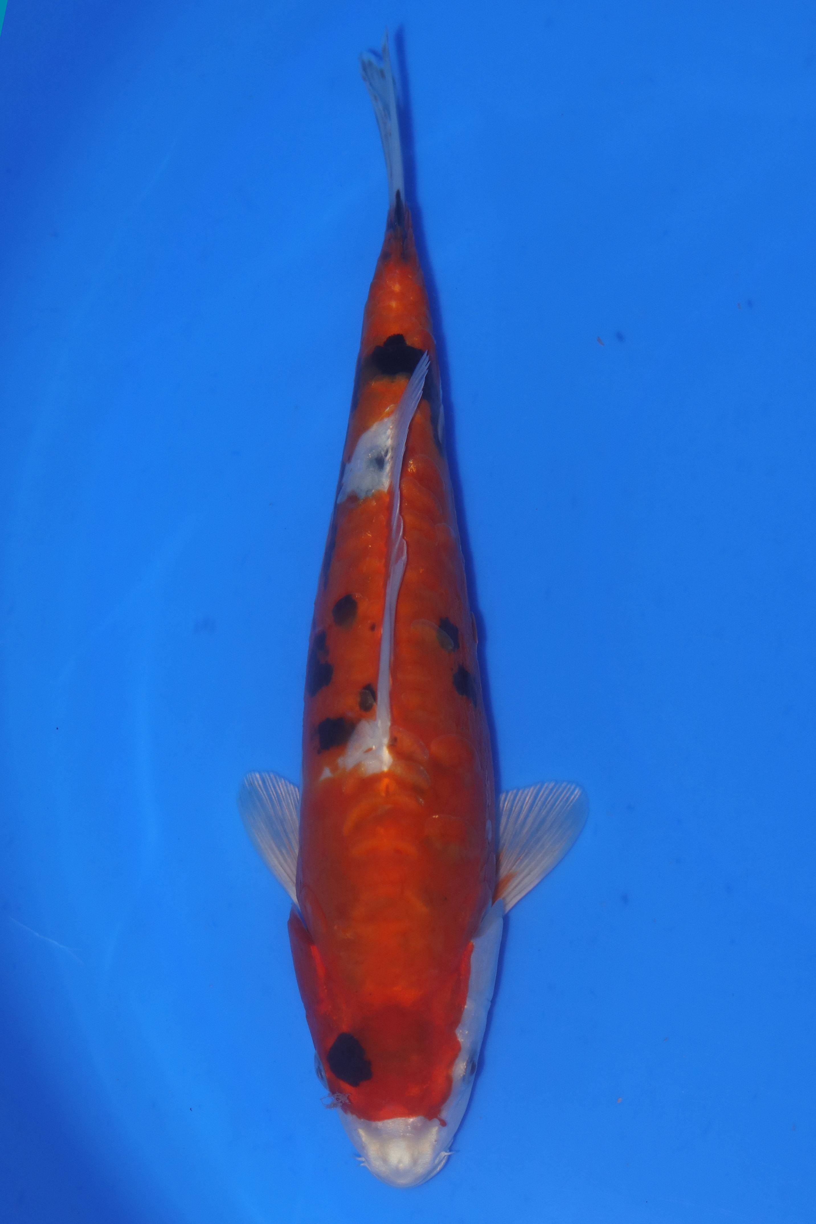 26cm Doitsu Yamatonishiki. Ref: C365