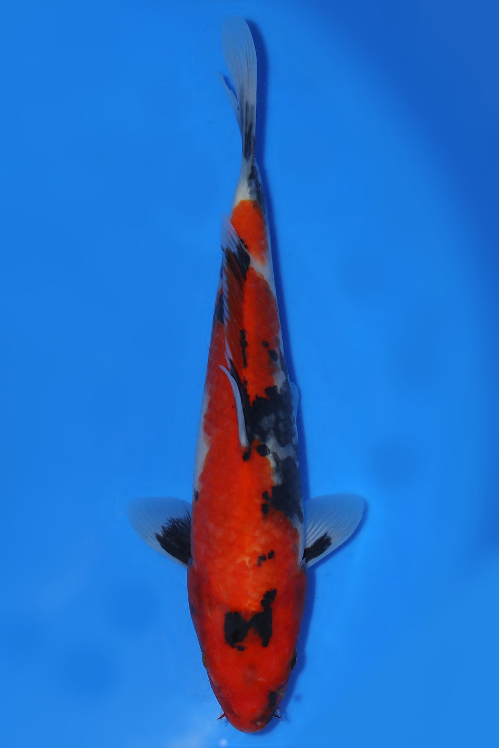 Individual Koi for Sale | New Forest Koi 7/18
