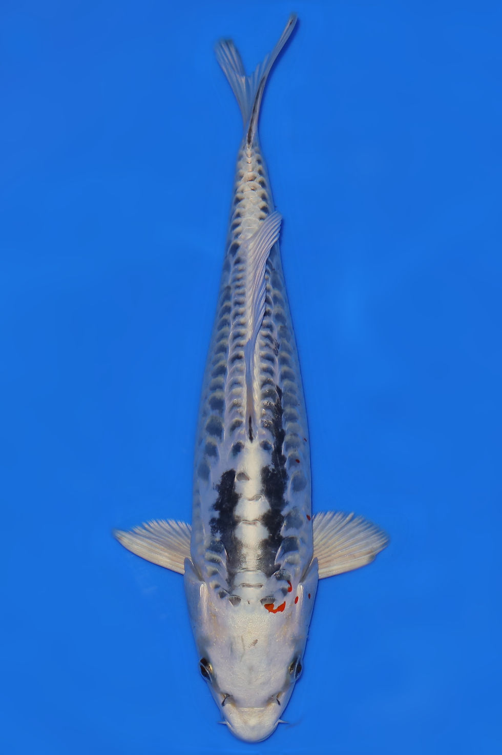 Individual Koi for Sale | New Forest Koi 12/20