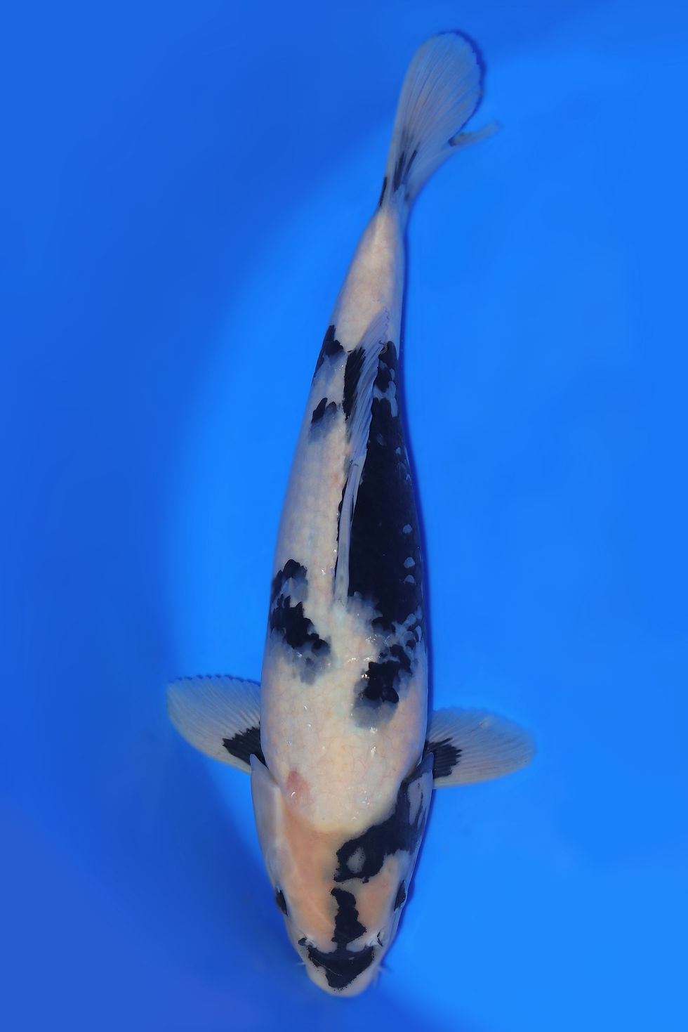Individual Koi for Sale | New Forest Koi 13/13