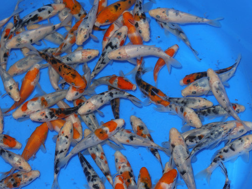 激レア！Duck ！Mayu & Ugee - Bigin tha koi Capcom Sound Team | Mega Man Zero/ Zx: The Collection