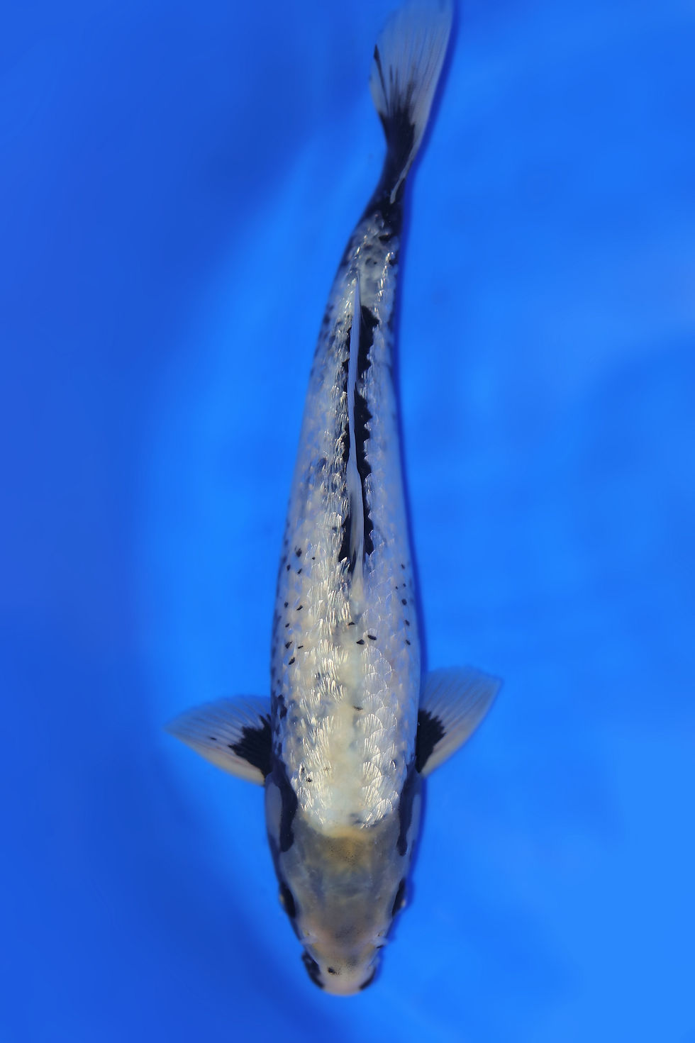 Individual Koi for Sale | New Forest Koi 20/25