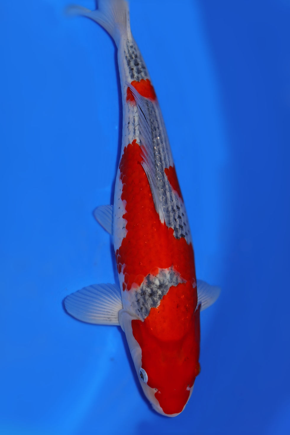 Individual Koi for Sale | New Forest Koi 7/25