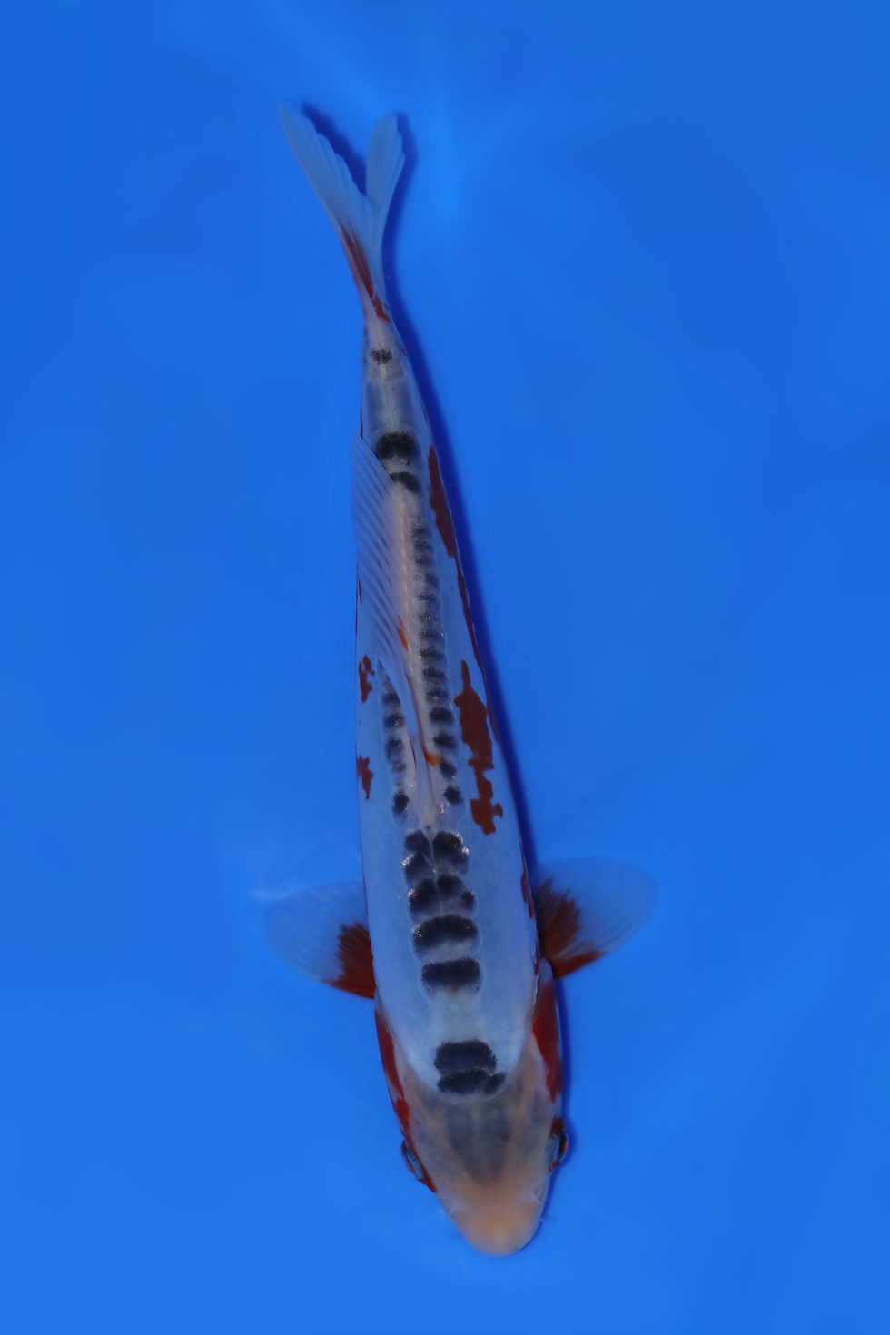 Individual Koi for Sale | New Forest Koi 2/12