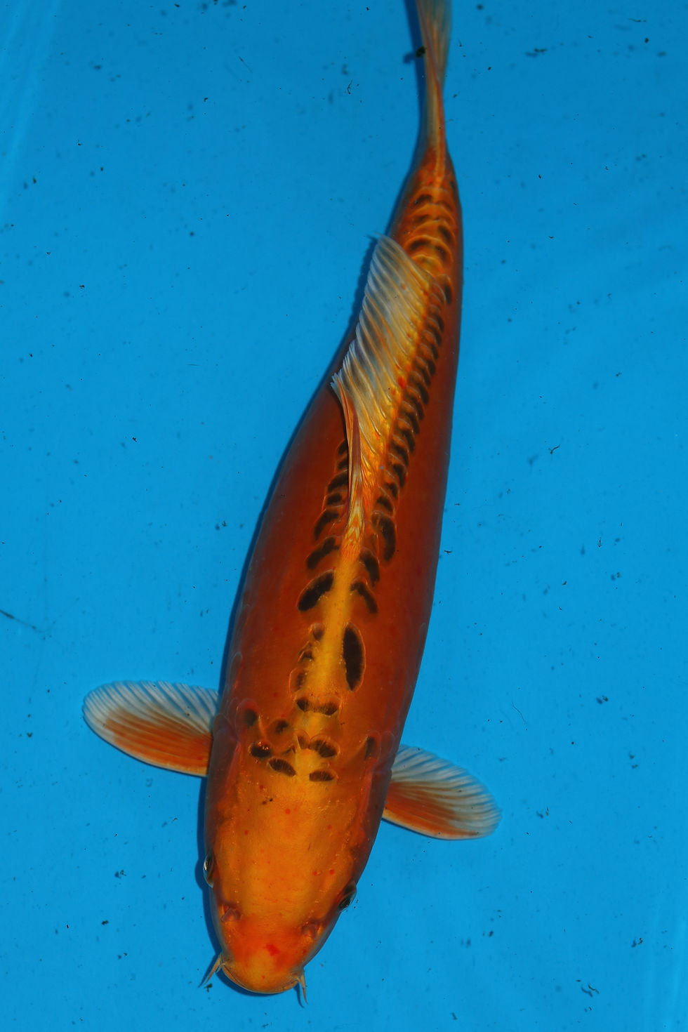 Individual Koi for Sale | New Forest Koi 12/26