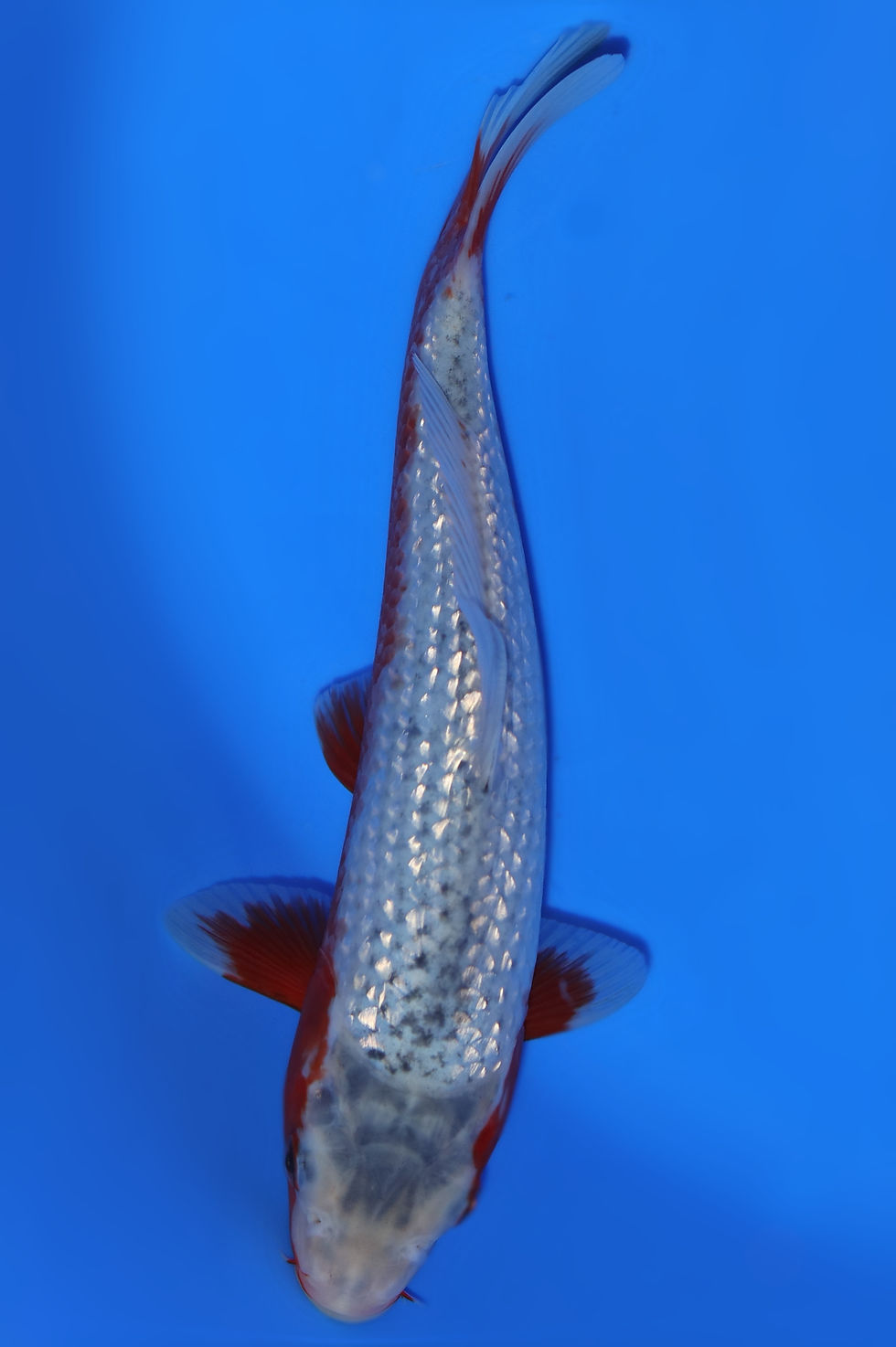 Individual Koi for Sale | New Forest Koi 4/24