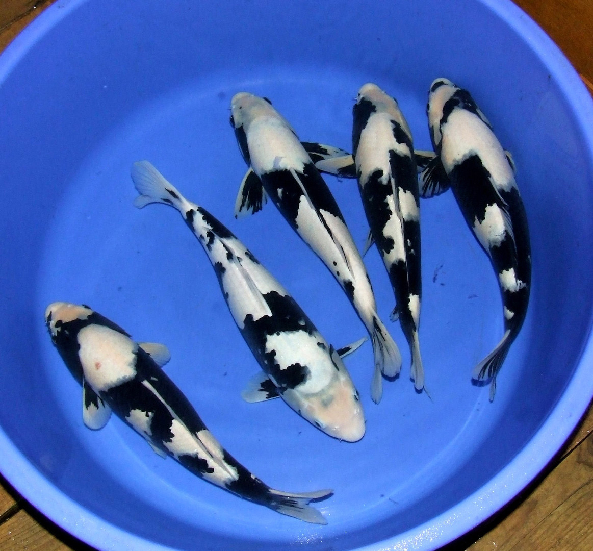 Japanese koi carp fry for sale 2025
