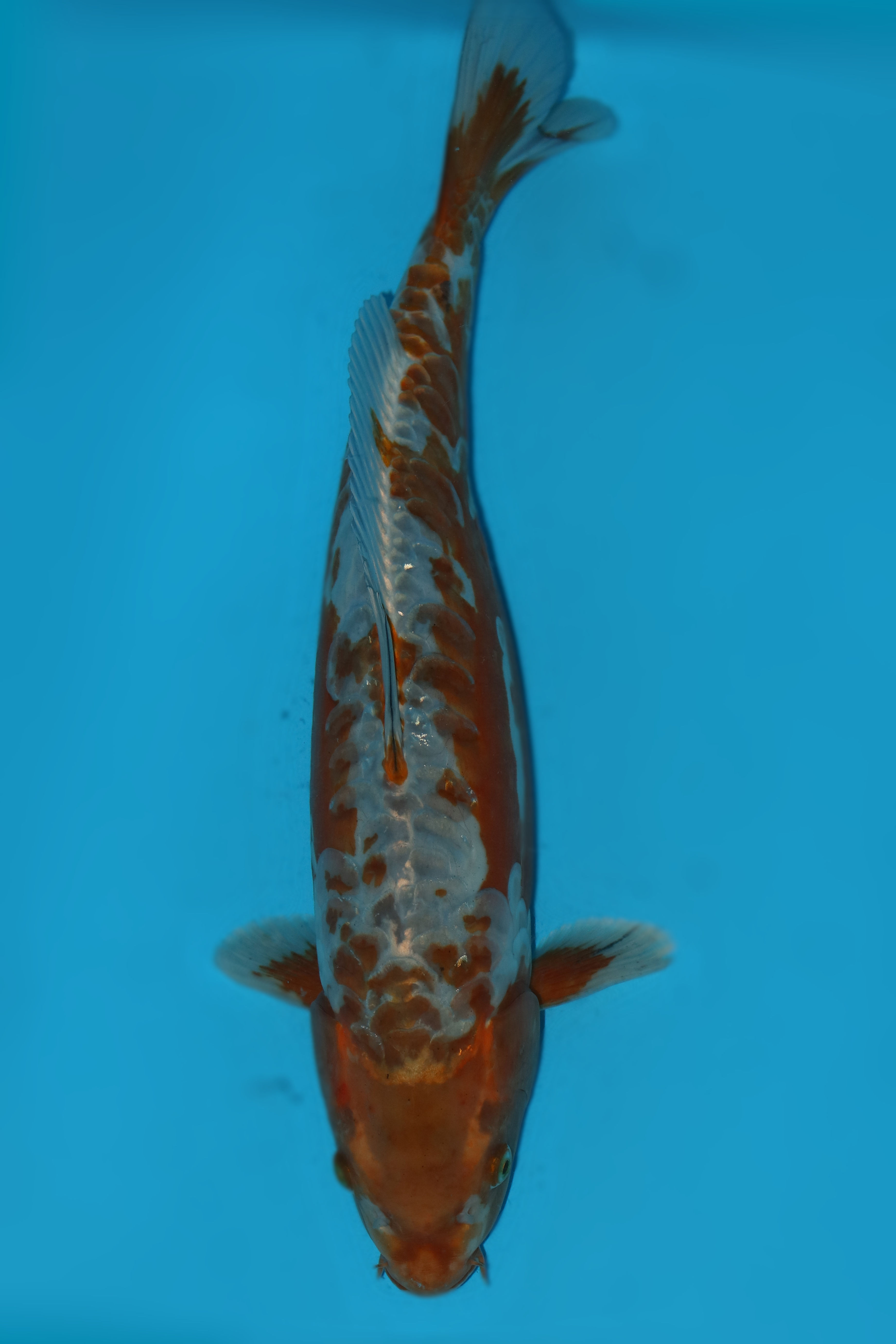 43cm Doitsu Ochiba. Ref: D115