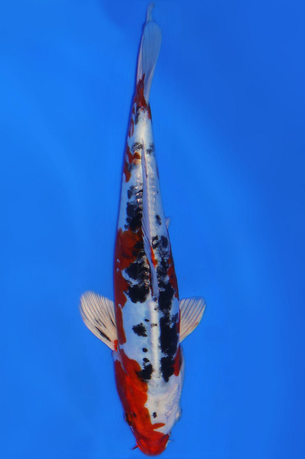 Individual Koi for Sale | New Forest Koi 4/24