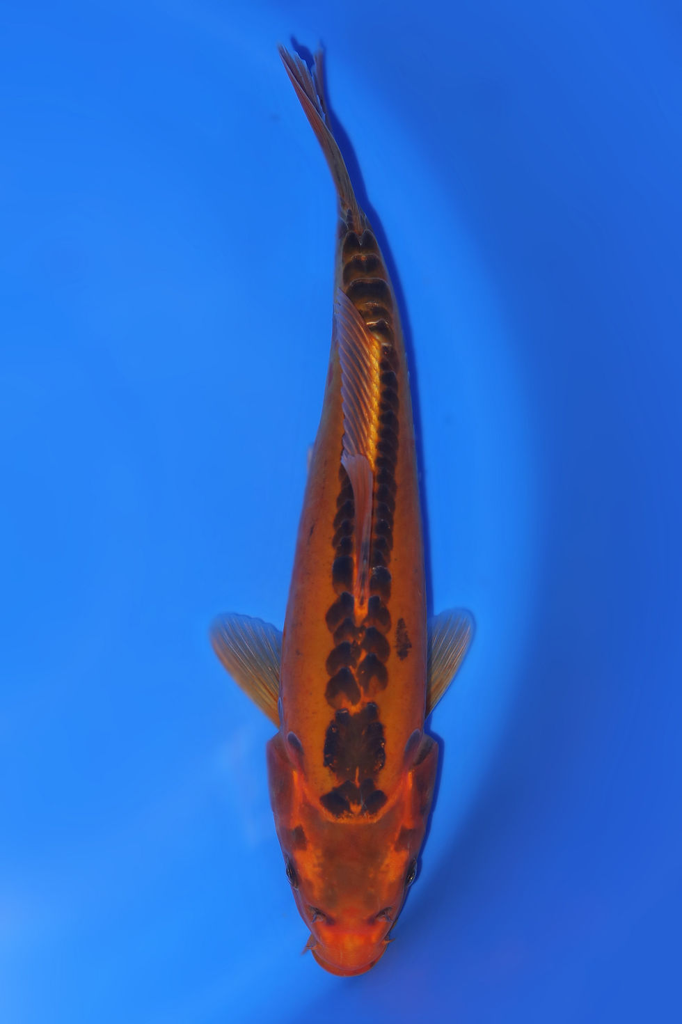 Individual Koi for Sale | New Forest Koi 17/23