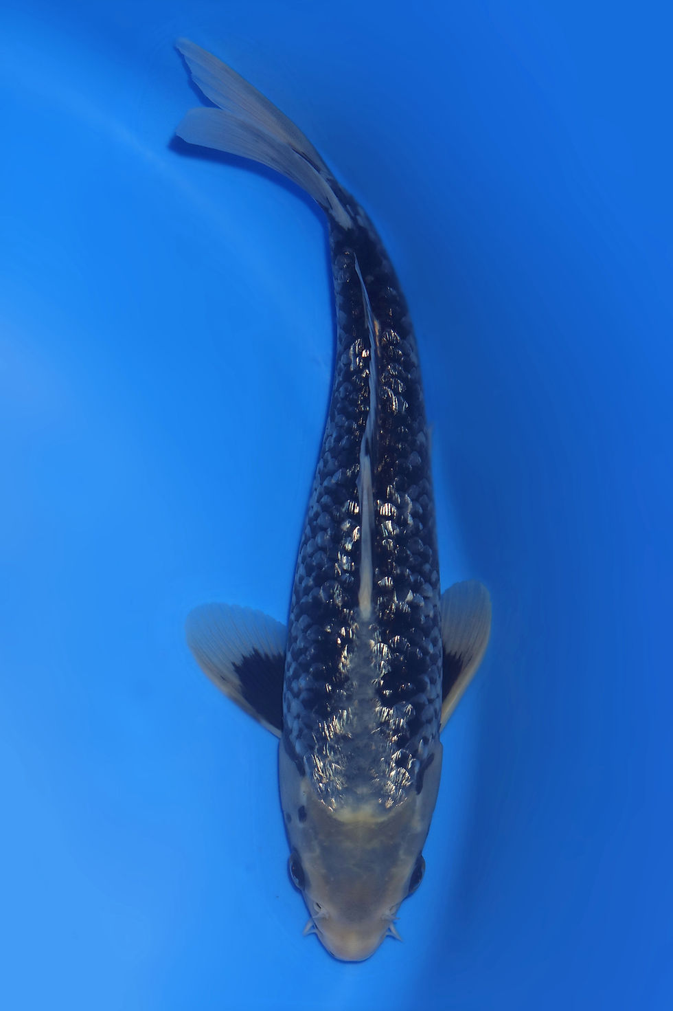 Individual Koi for Sale | New Forest Koi 11/25