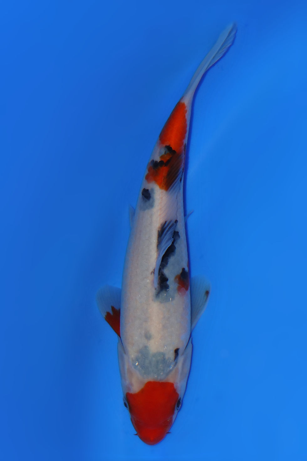 Individual Koi for Sale | New Forest Koi 7/30