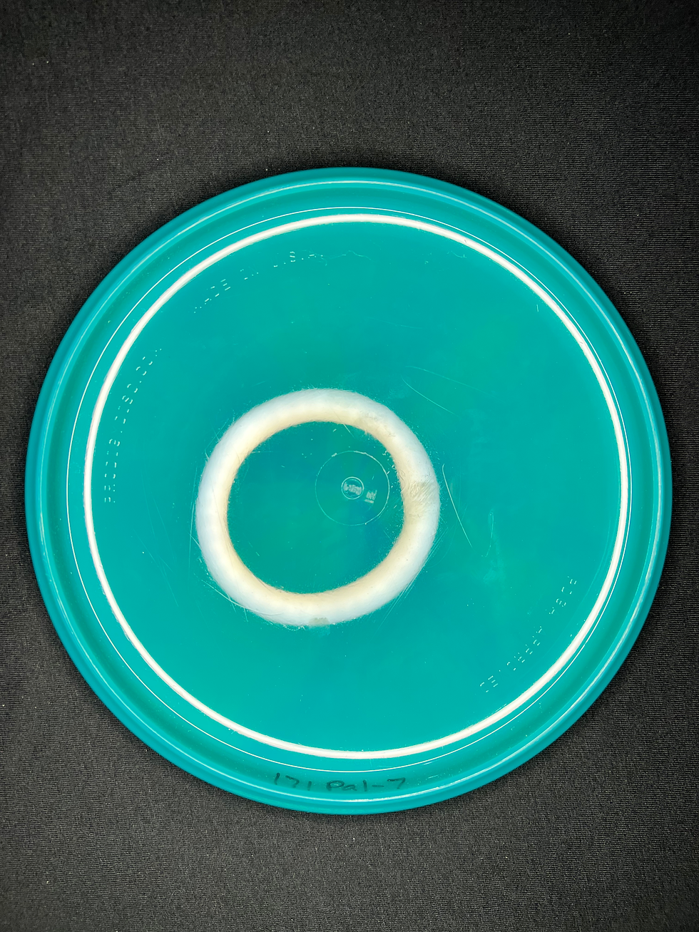 Thumbnail: 171g Prodigy PA-1 750 Swirly Turquoise w/ Silver Stamp