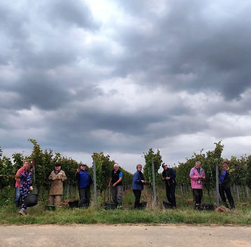 Weinlese.jpg