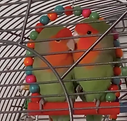 love birds