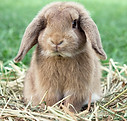 Dwarf Rabbit