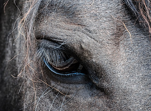 Paard