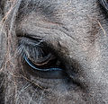 cheval