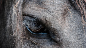 🧬 Gut Health, Laminitis & Metabolic Conditions in Horses: What the Science Tells Us