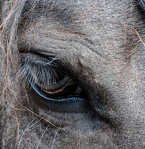 What We do For Horses
