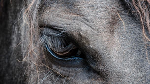 Q-Fieber (Coxiella burnetii): Ursachen, Symptome, Diagnose und Behandlung