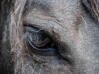 Nahaufnahme Pferdeauge