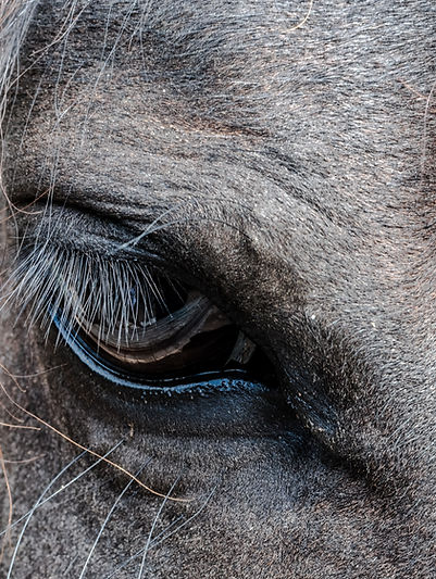 Close-Up Horse Eye