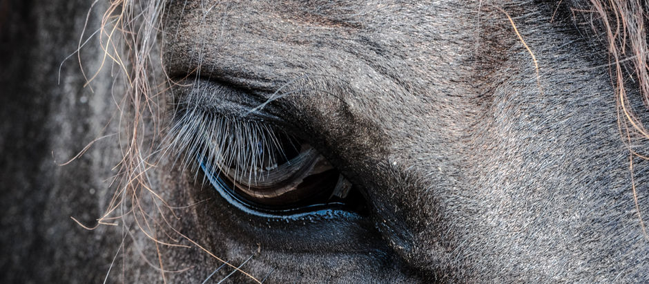 Wild Horses