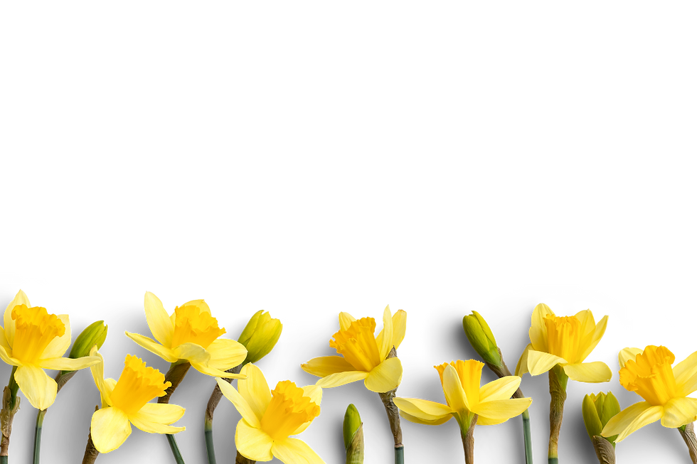 yellow daffodils bottom of photo trans[arent background .png