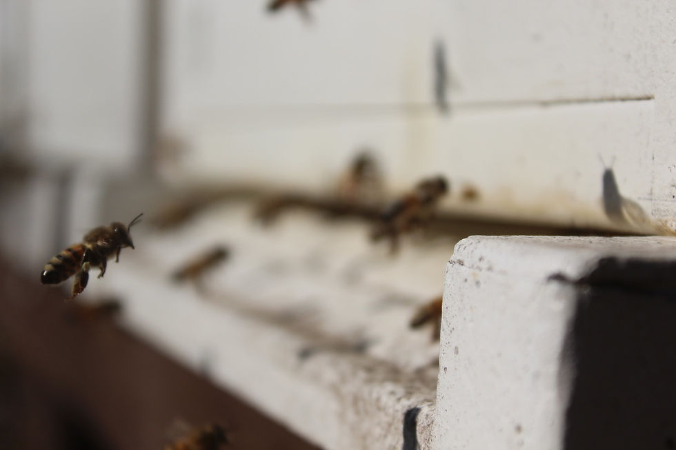Thumbnail: Beehive Complete