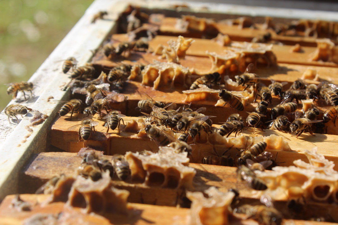 Beehive Complete