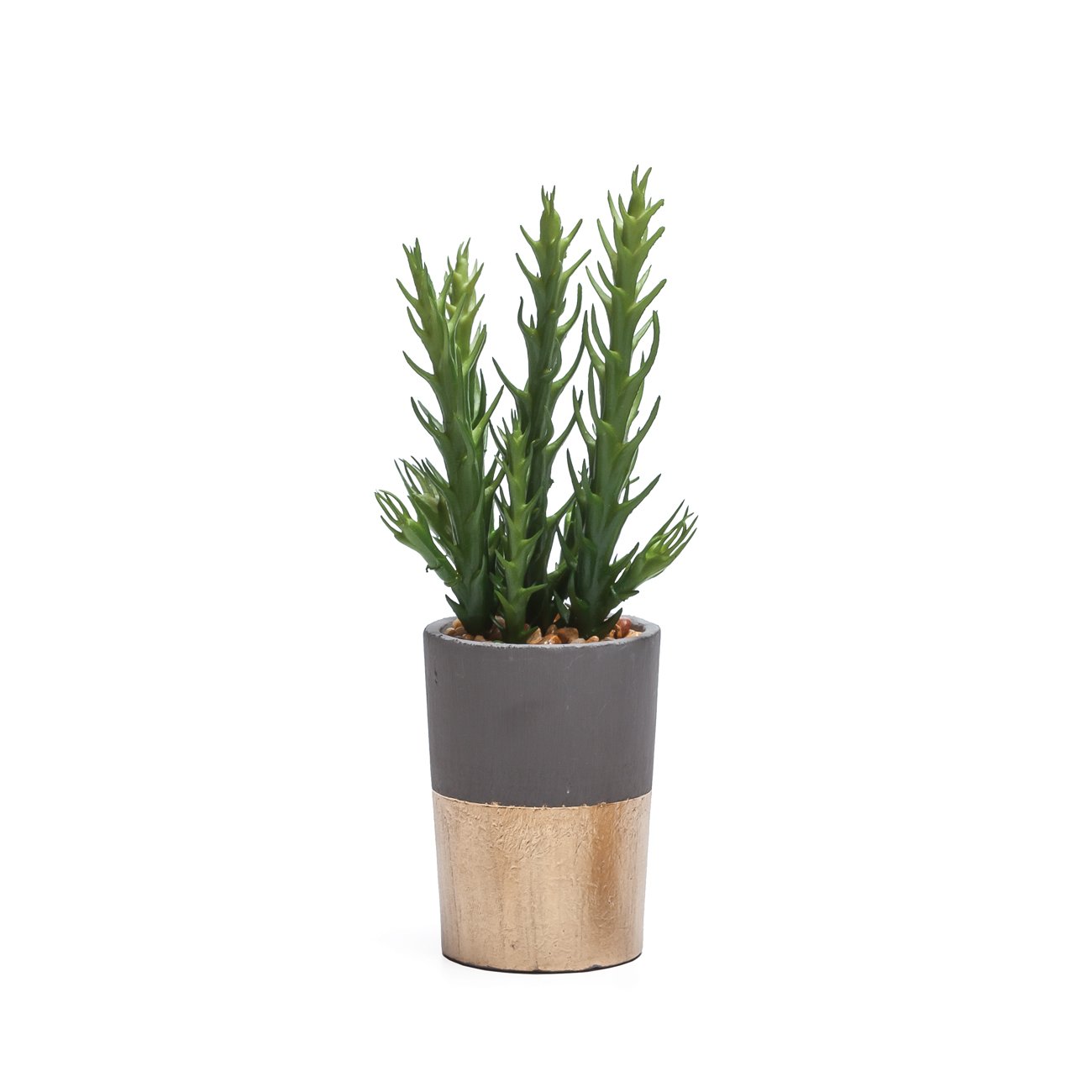 Gold Band Potted Succulents