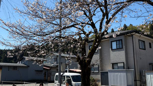 羽生サロンでモルック&観桜会