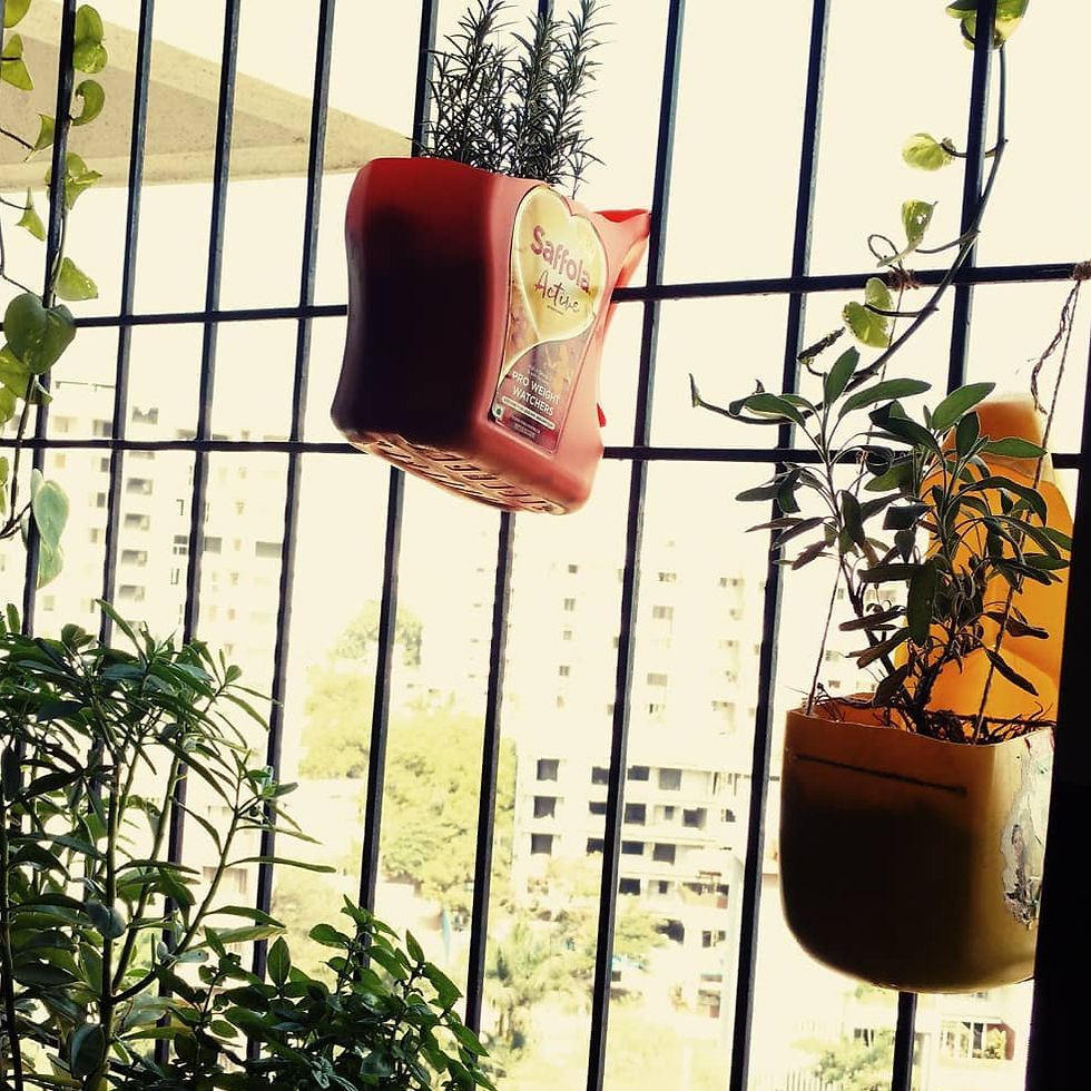 Herbs growing in reused container