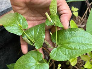 Long Pepper Rasam – Healing in a Bowl, Straight from the Garden