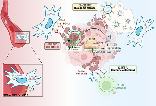 UMSC_miR-124-PD-1 (1).png