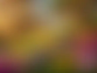 Avibrant image of the PlanTree Nursery florida native local herbal wellness plants in bloom
