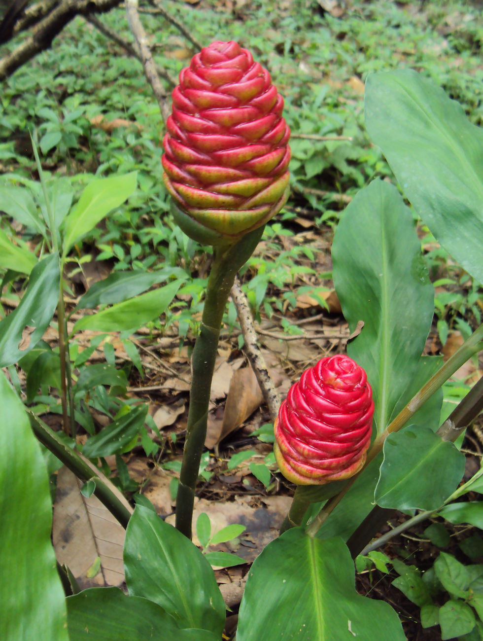 Two bright red, cone-shaped flower structures of the shampoo ginger plant (Zingiber zerumbet) growing in a tropical forest setting. Surrounded by broad green leaves and forest floor vegetation, the vivid red bracts have a waxy texture and overlapping pattern resembling a pine cone.