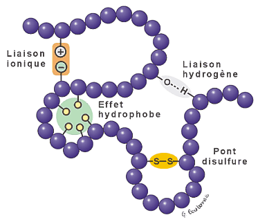 Protéine de structure