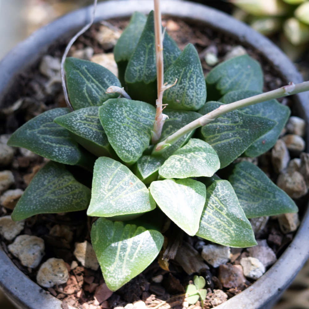 Haworthia emelyae