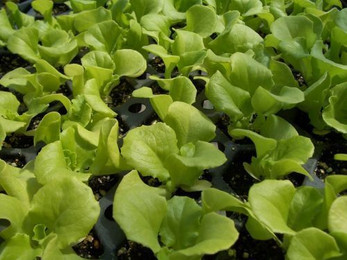 ACF_64_LettuceStartsintheGreenhouse.jpeg