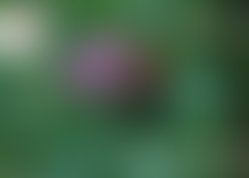 Insekten – die faszinierenden Sechsbeiner – ein Fotowettbewerb des Projektes ProInsekt