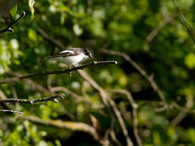Nistkästen für Trauerschnäpper