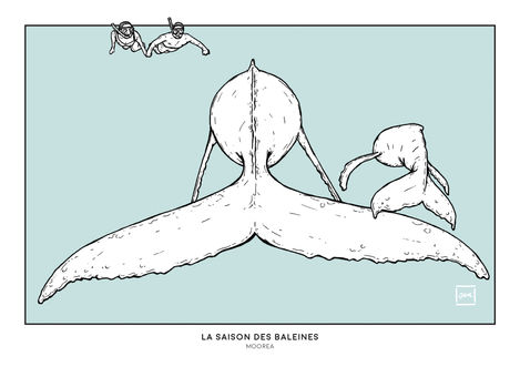 la saison des baleines. moorea