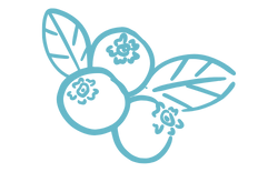 Fruit Vector Art