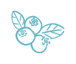 Fruit Vector Art