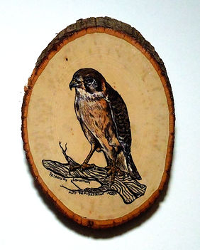 Oil on wood, Nature, Hawk, Kestrel, Oil Painting, Realism