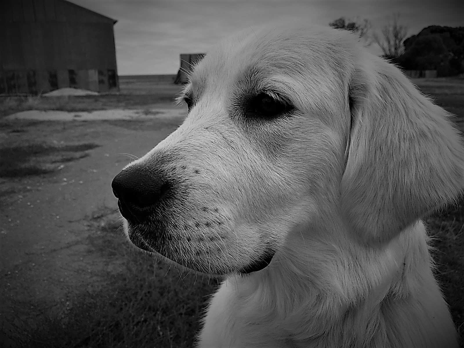 Daisy