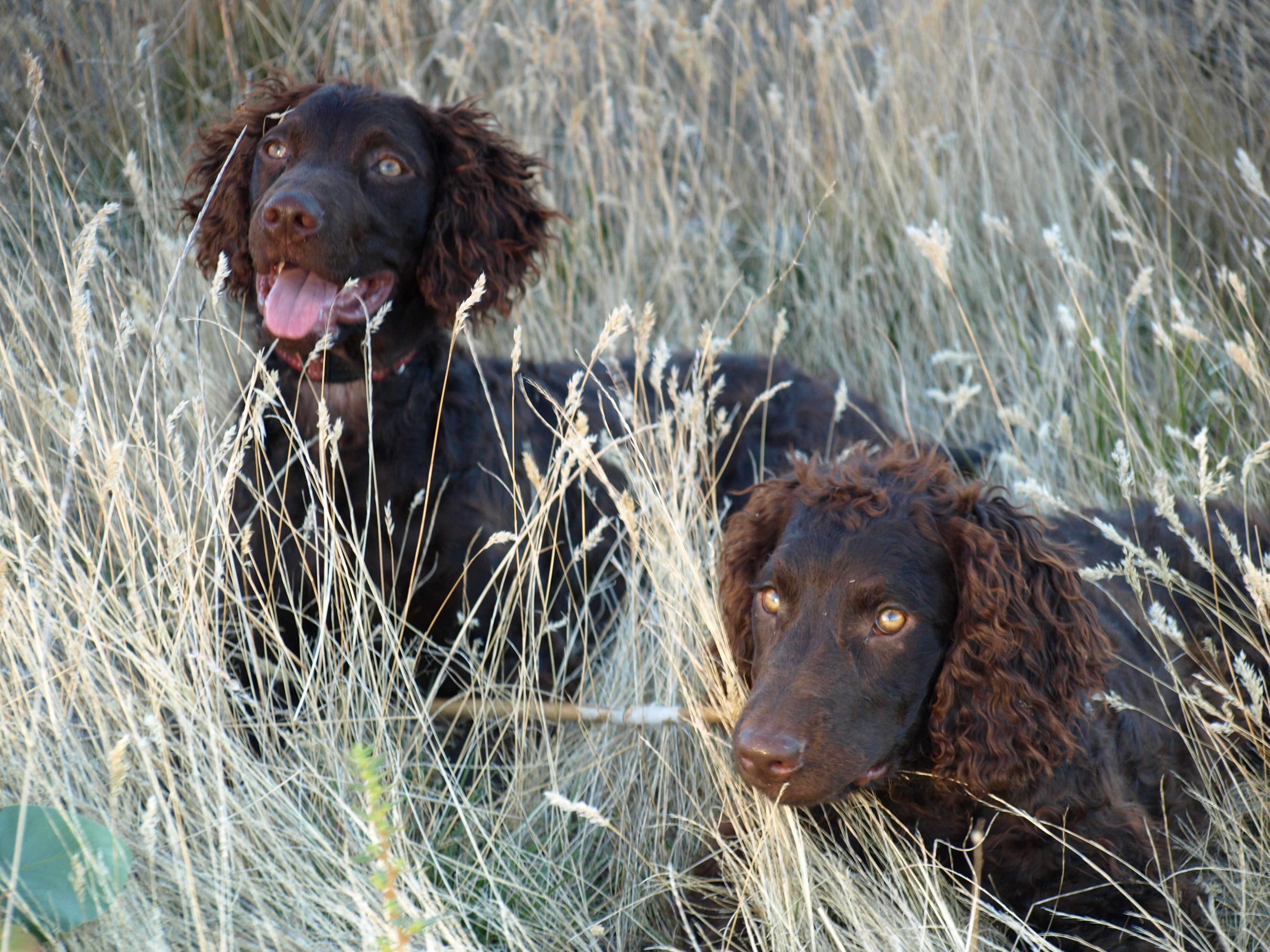 Willow and Ivy